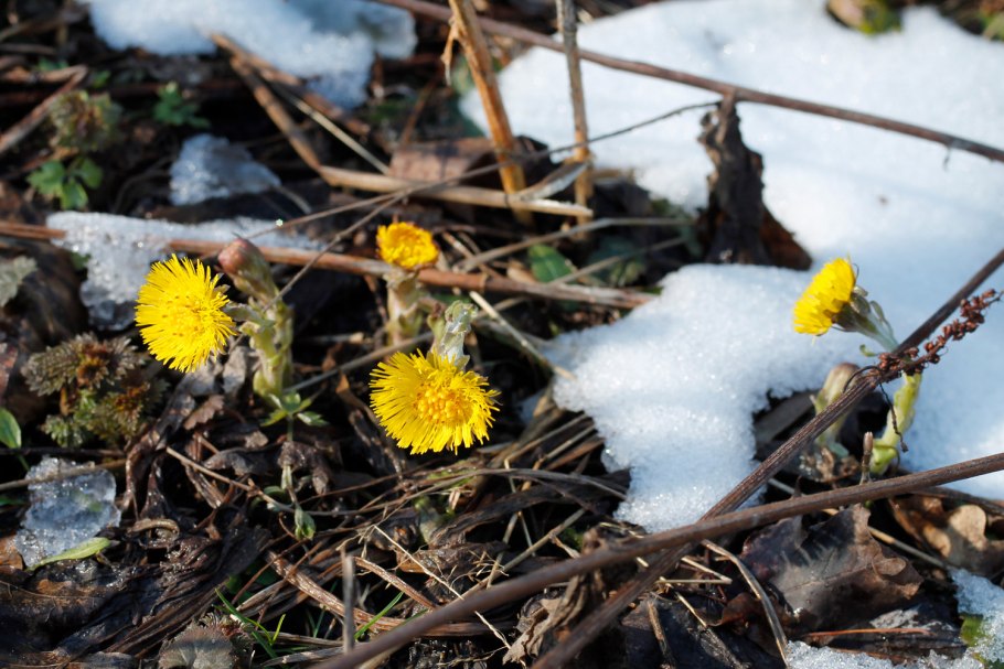 Tussilago Farfara сырье