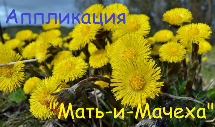 Мать и мачеха растение