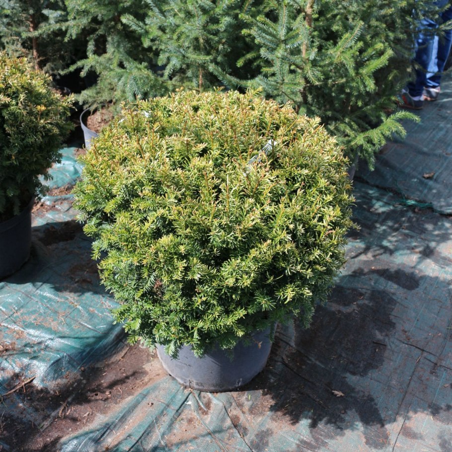 Бирючина шаровидная