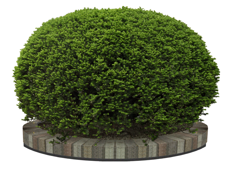 Круглый куст