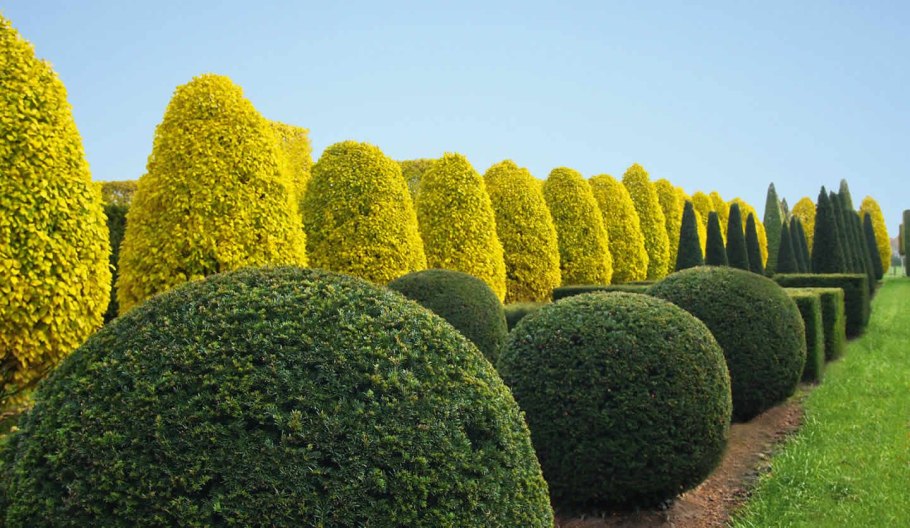 Самшит вечнозеленый Buxus sempervirens