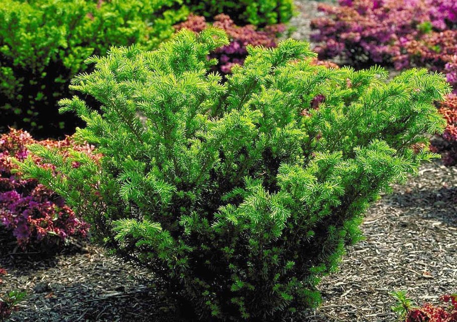 Самшит Buxus