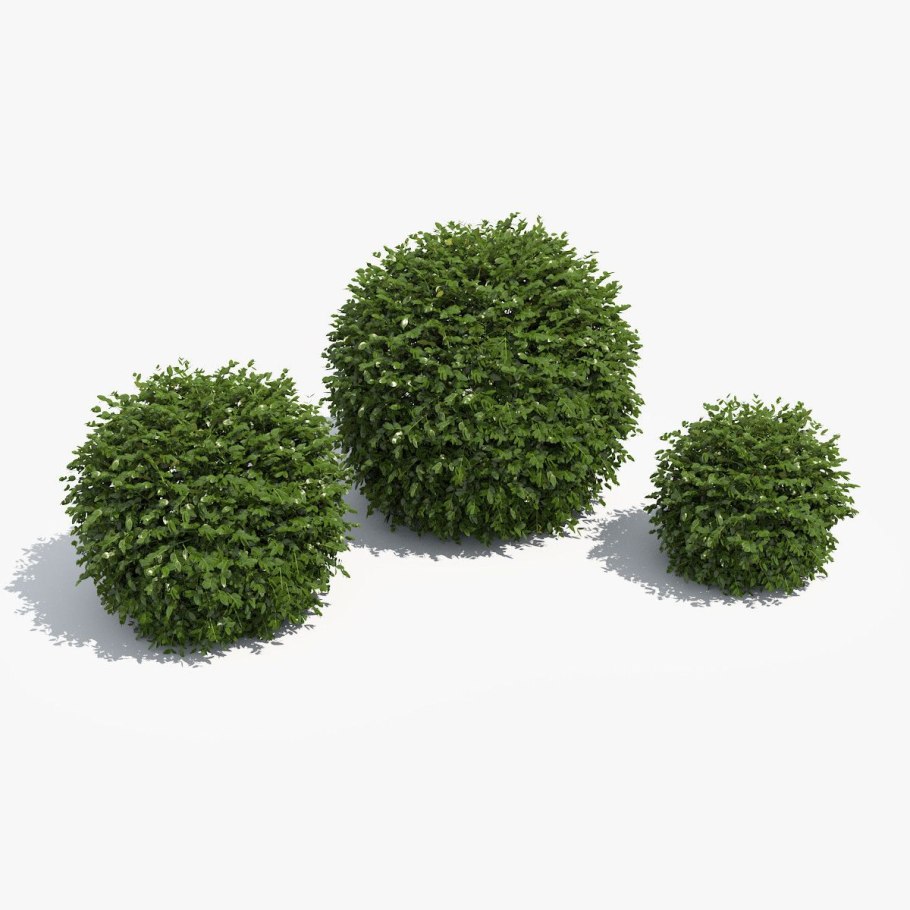 Тисс baccata Hicksii