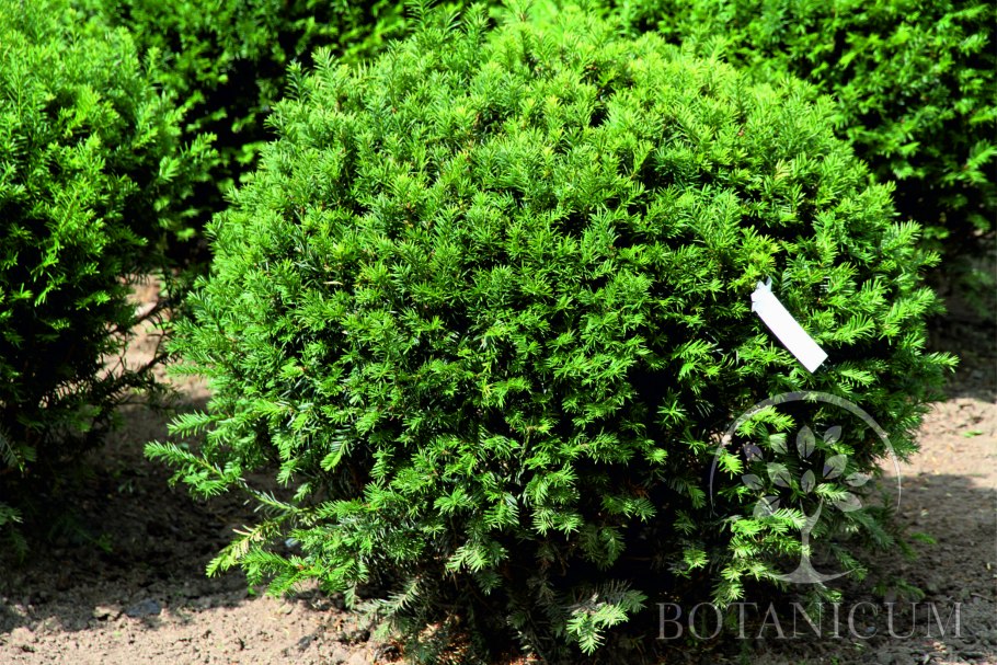 Тис остроконечный Nana
