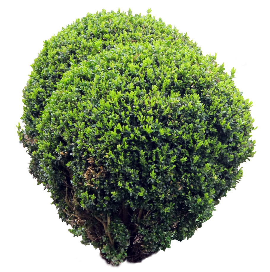 Бонсай Ива шаровидная