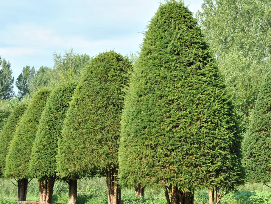 Самшит вечнозеленый Buxus sempervirens