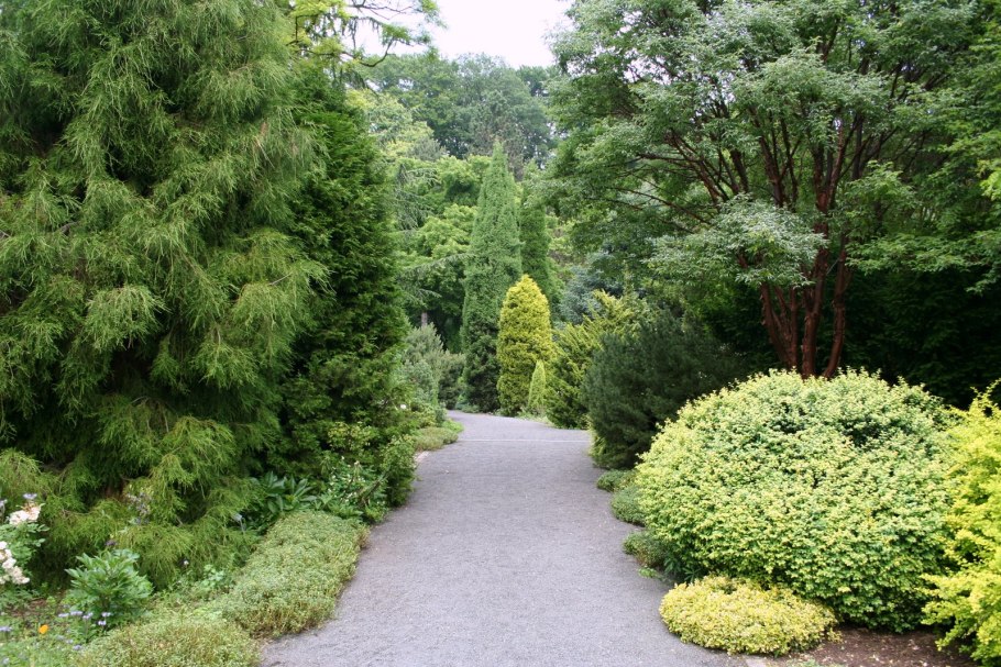 Тис ягодный repandens