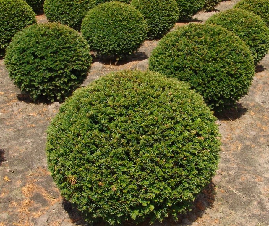 Тисс ягодный шаровидный