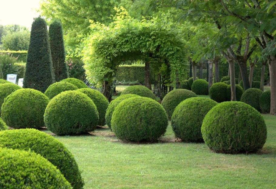 Тис ягодный Fastigiata Aurea