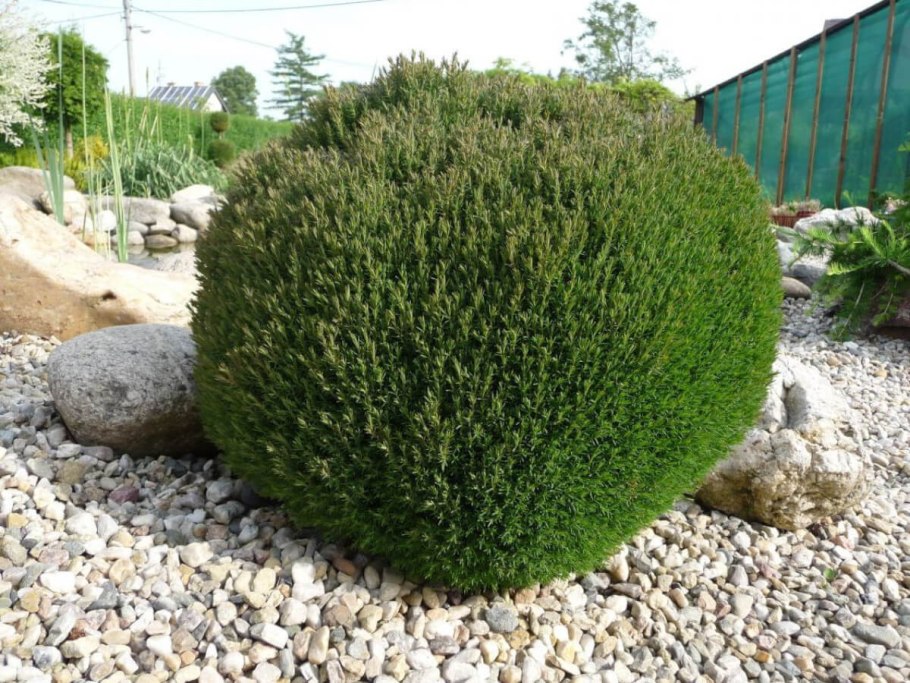 Тис ягодный repandens