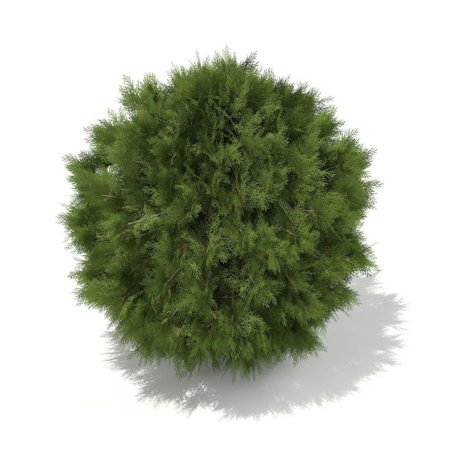 Тисс Денсиформис