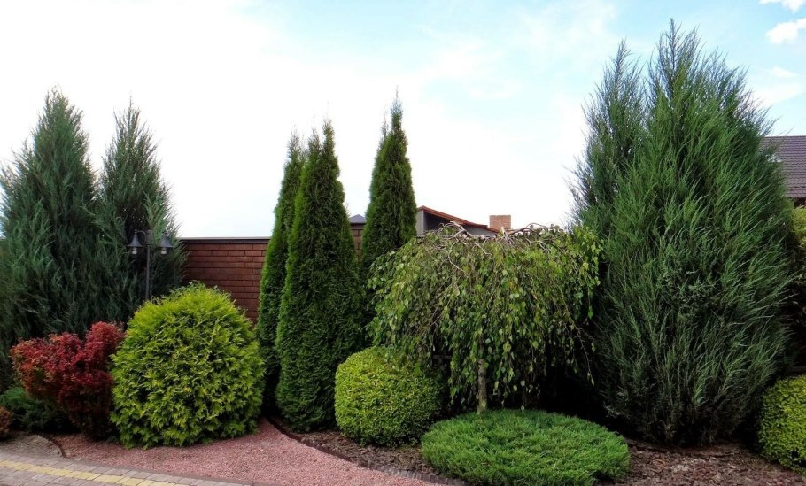 Туя Даника Ауреа в ландшафте