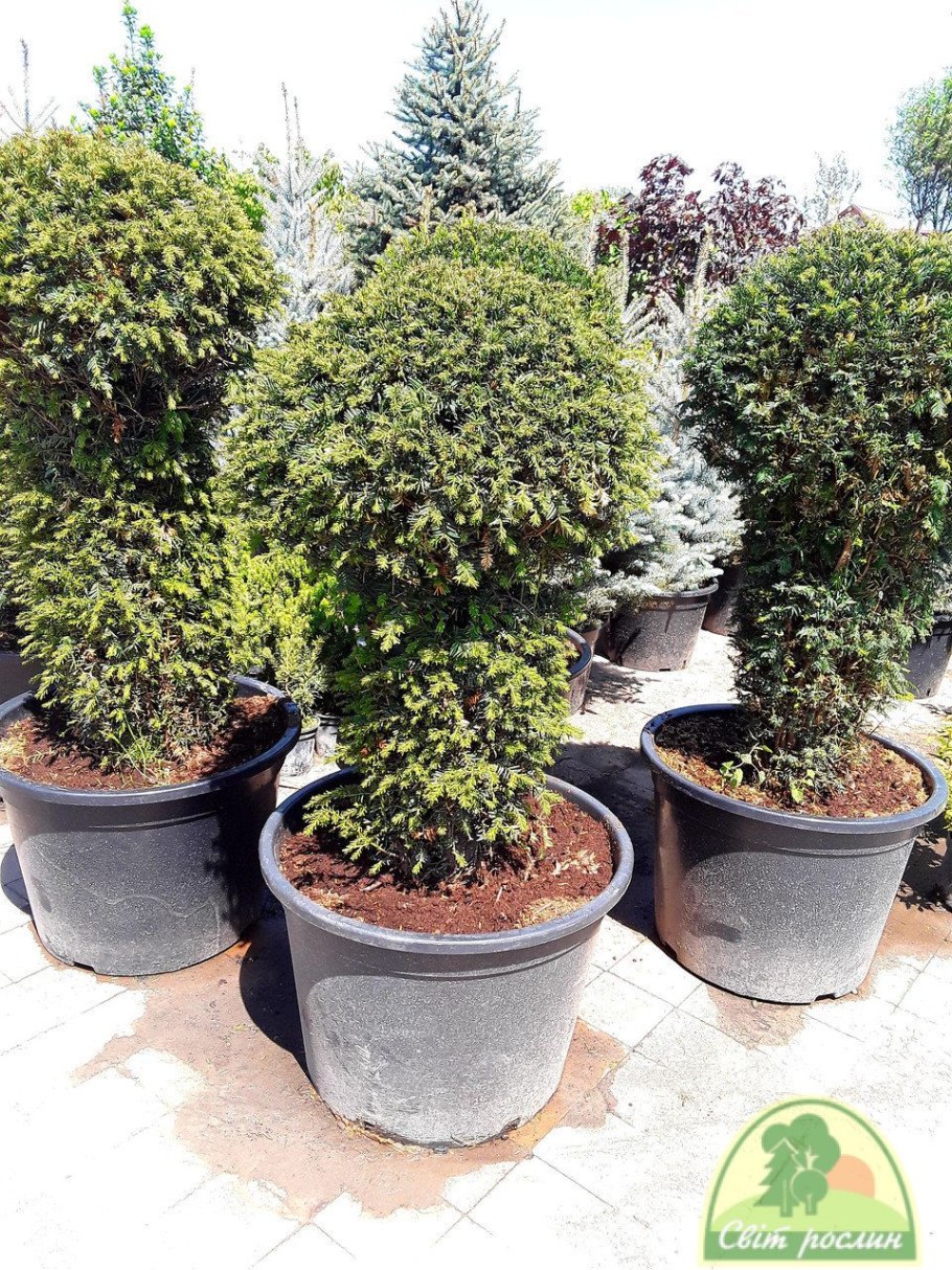 Тисс ягодный Топиар