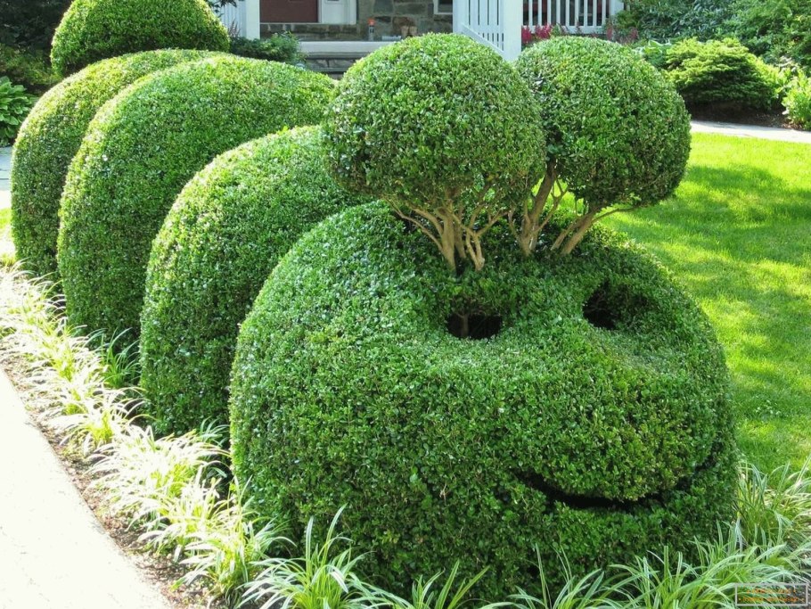 Туя шаровидная