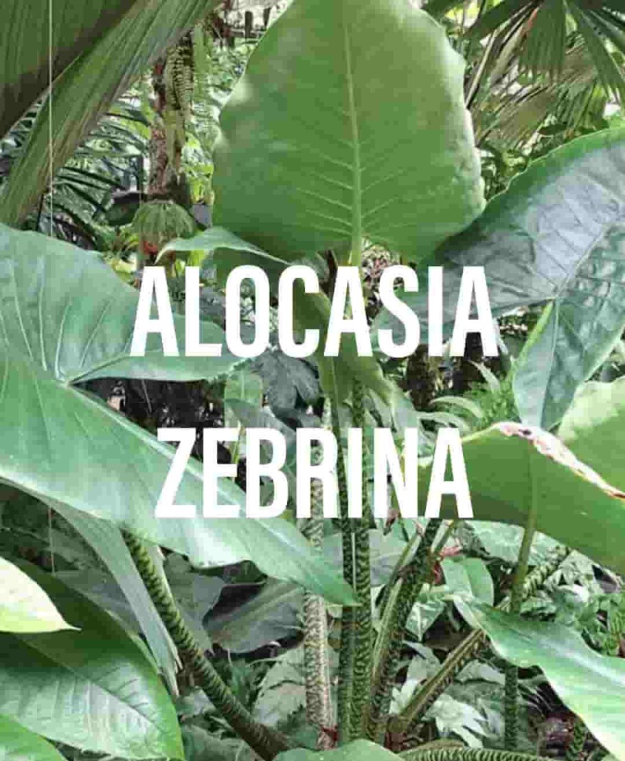 Алоказия зебрина Alocasia Zebrina