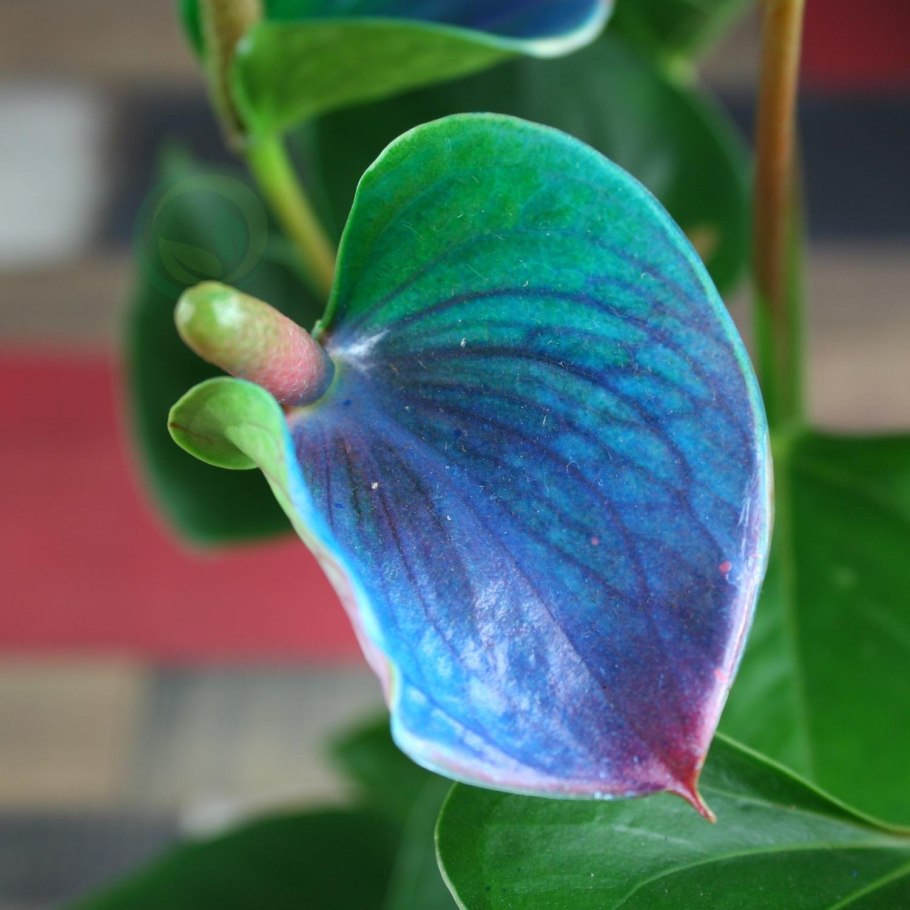 Антуриум Шерцера Lindsey