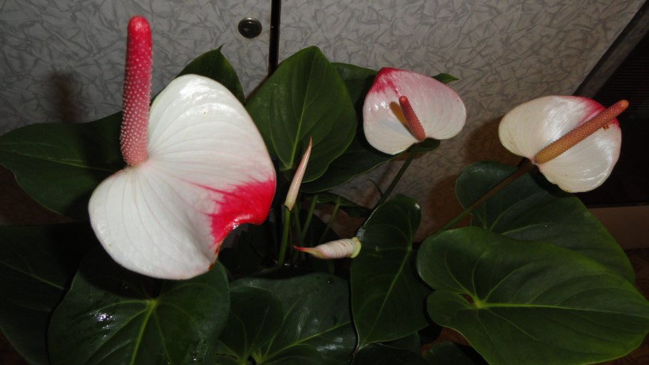 Антуриум Мистик фото