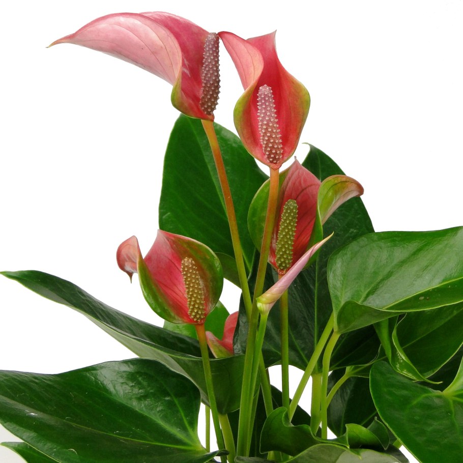 Антуриум цветок синий