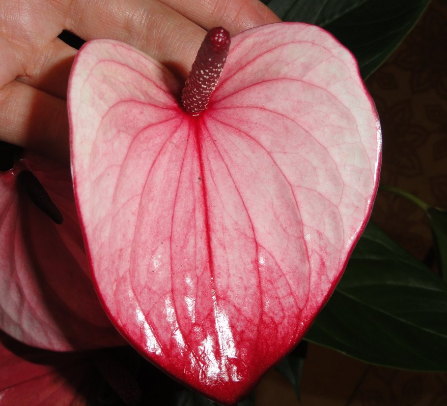 Антуриум Mystique