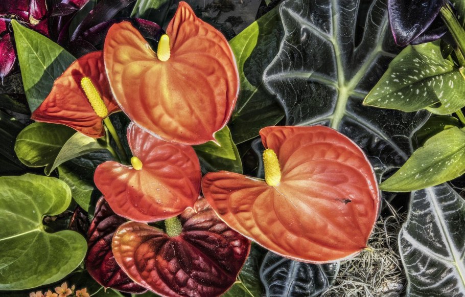 Антуриум спешл лав