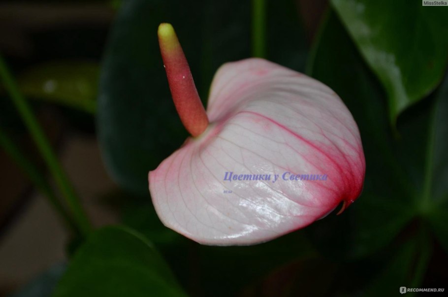 Антуриум Адиос спринг