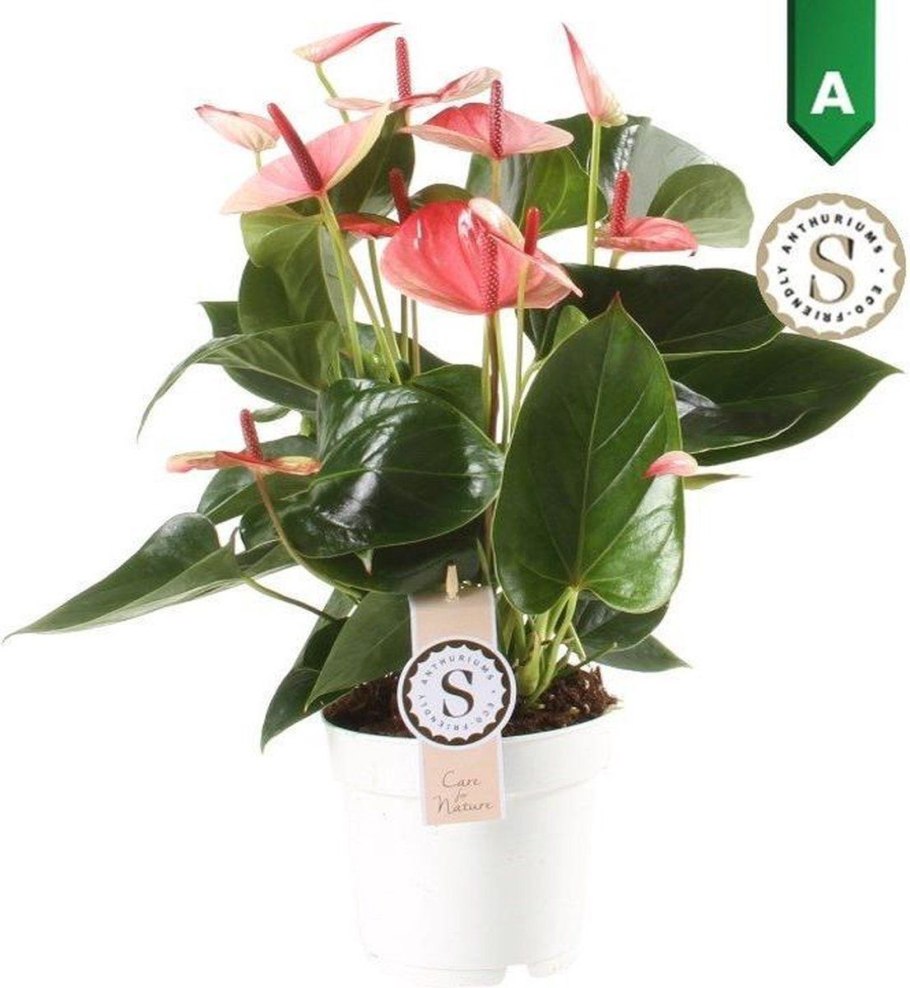 Антуриум Амалия хот Липс