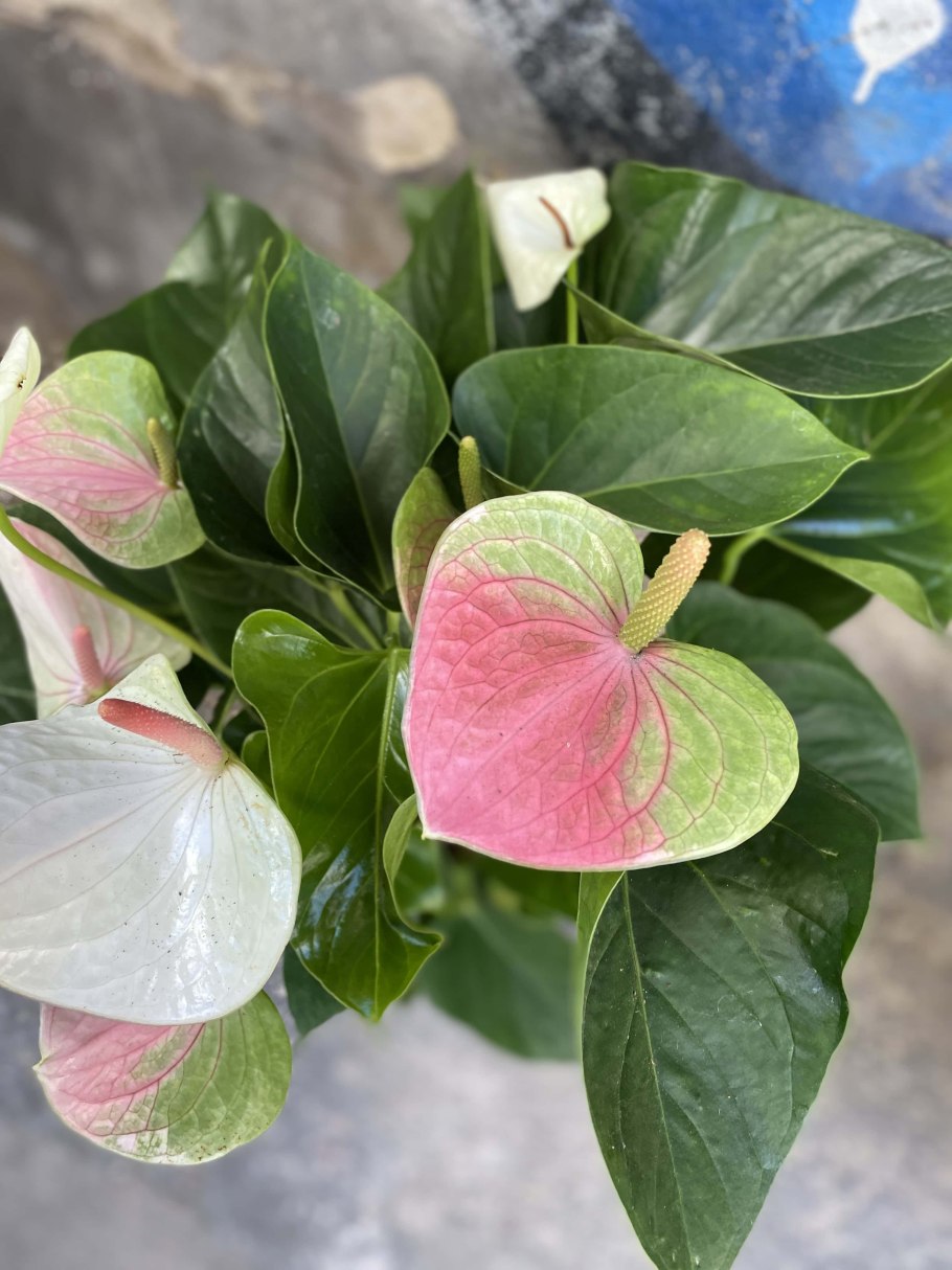 Антуриум Joli