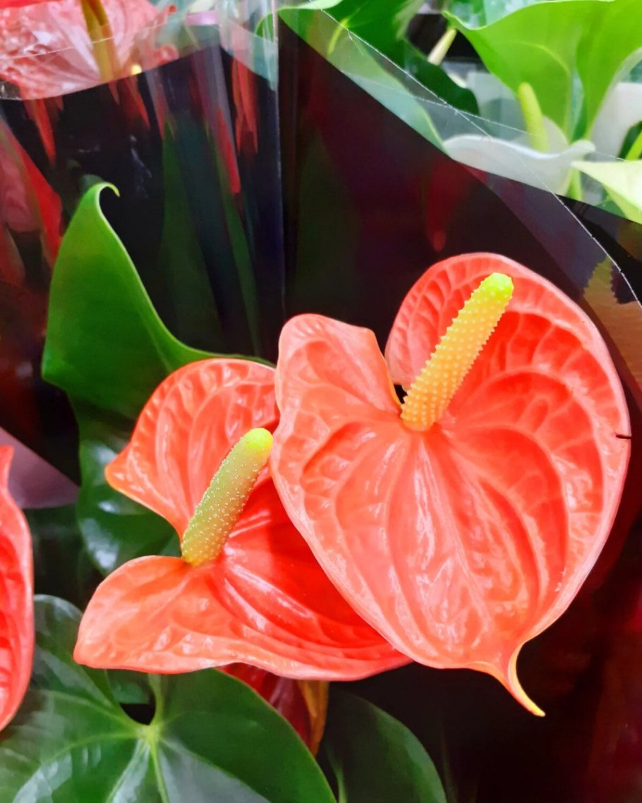 Антуриум фэнтези лав