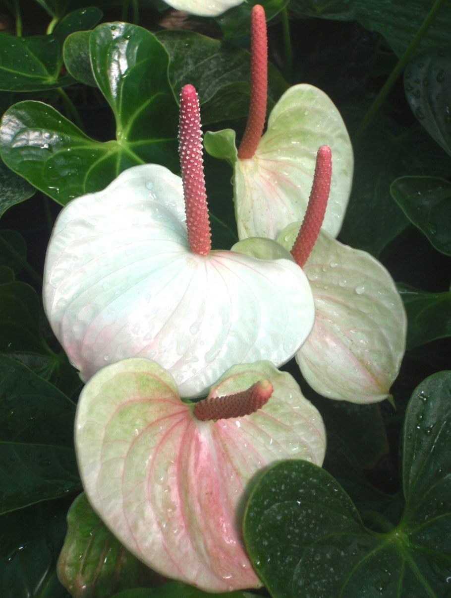 Антуриум Аляска фото