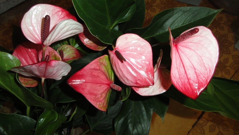 Алексия Глориос Антуриум