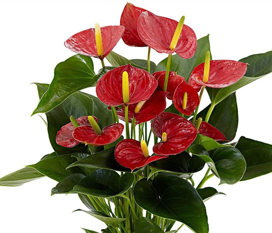 Антуриум Шерцера Алексия Блю