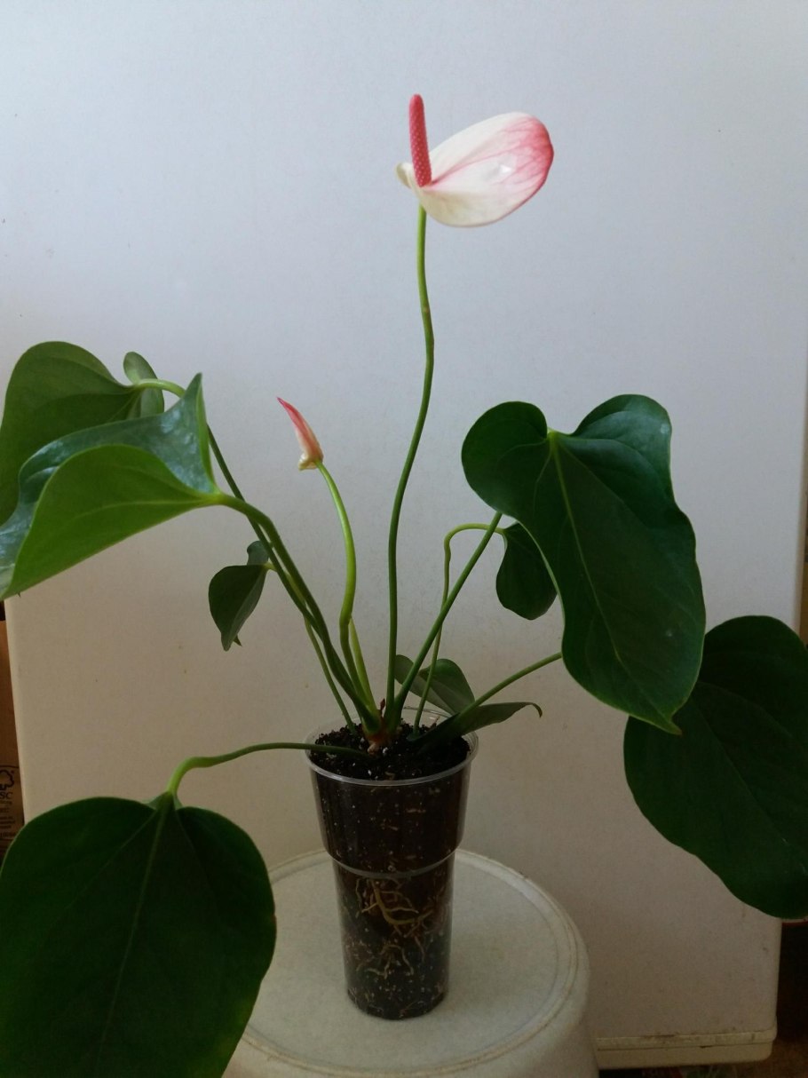 Антуриум цветок