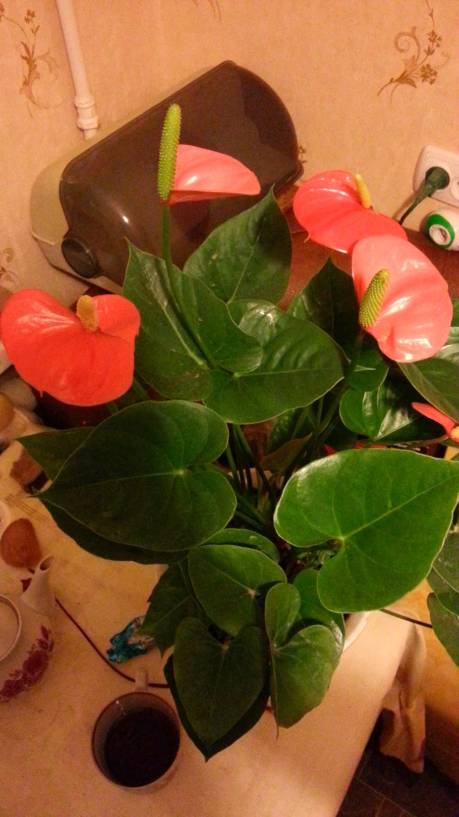 Антуриум Renaissance variegated