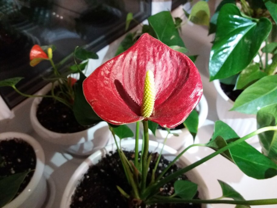 Антуриум Мистик Росток