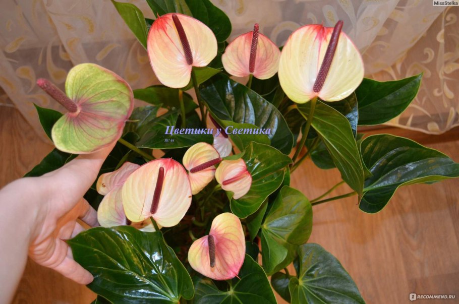 Антуриум Андре красный