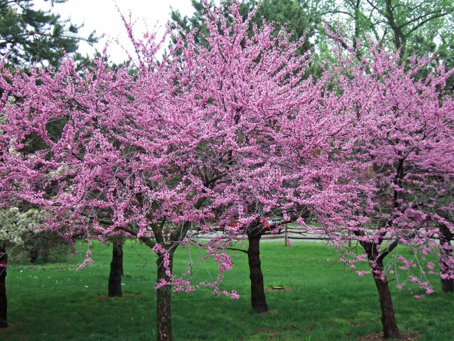 Церцис канадский (багрянник) Appalachian Red
