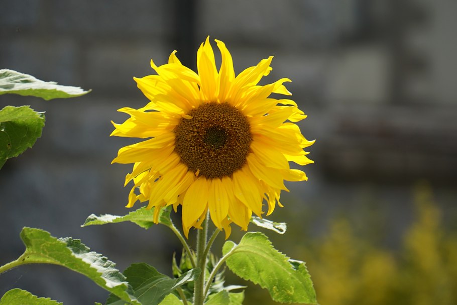 Подсолнечник «Helianthus»
