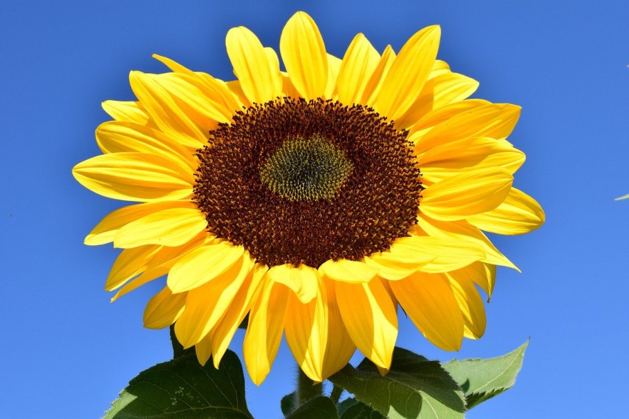 Helianthus “Black Beauty”