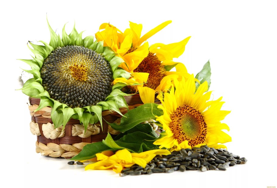 Sunflower семена подсолнечника