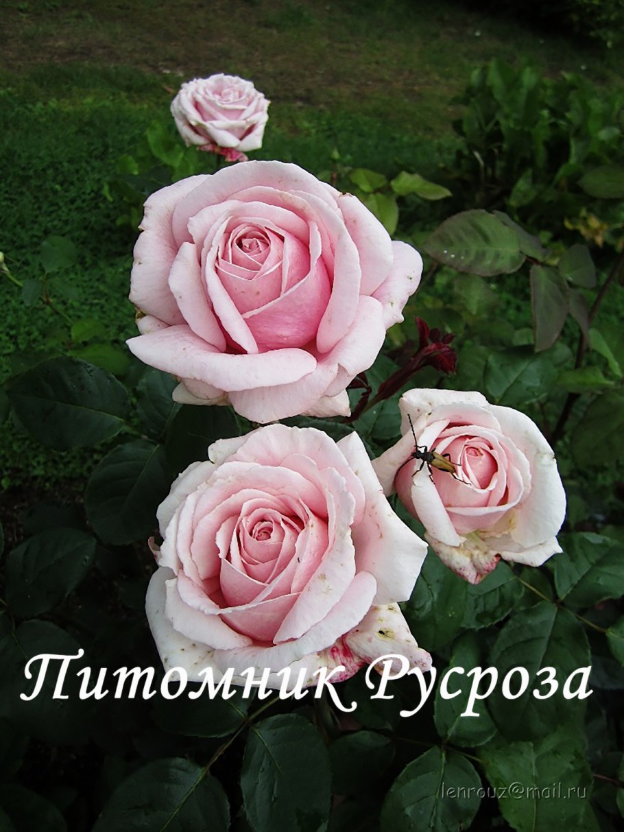 Роза ф Мистраль