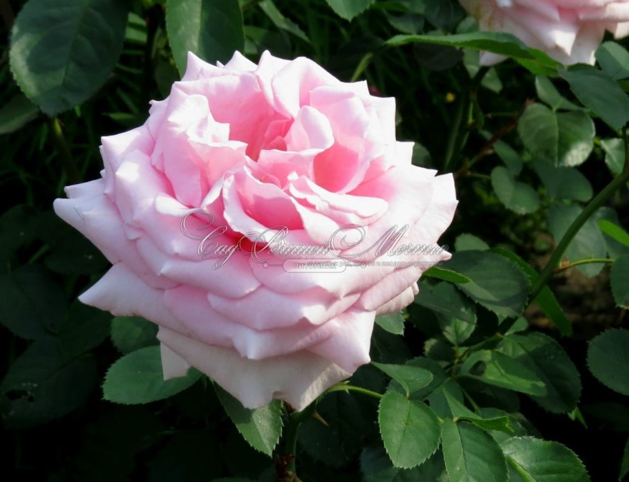 Rosa Mistral 104