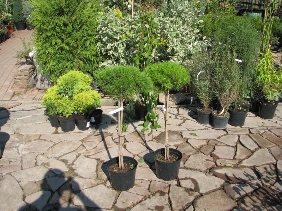 Хвойники на штамбе