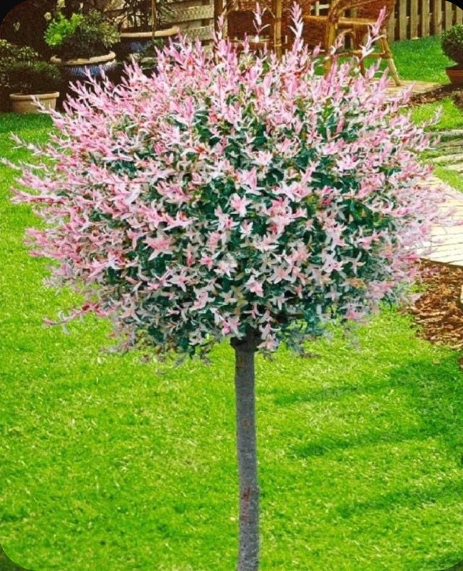 Ива цельнолистная (Salix Integra Hakuro Nishiki)