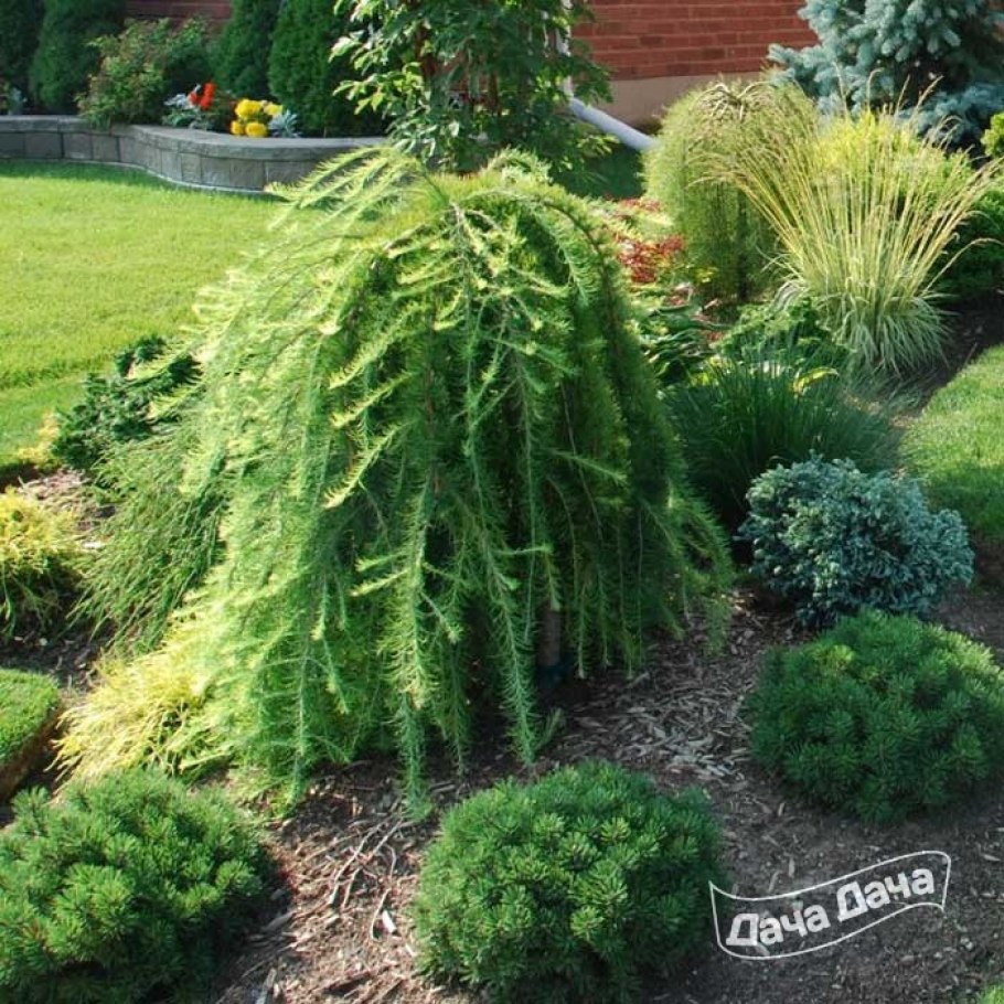 Лиственница европейская Larix decidua pendula