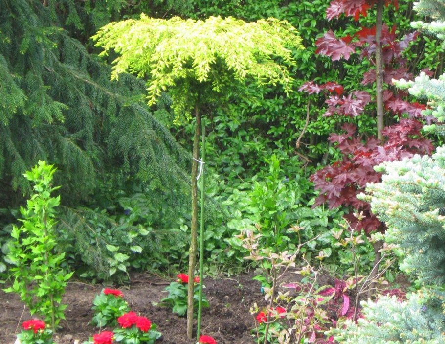 Барбарис Aurea (на штамбе)