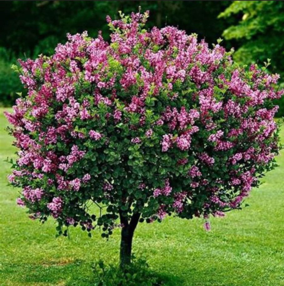 Сирень Мейера Палибин