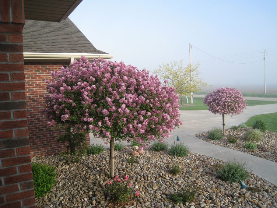 Сирень Мейера Палибин штамбовая