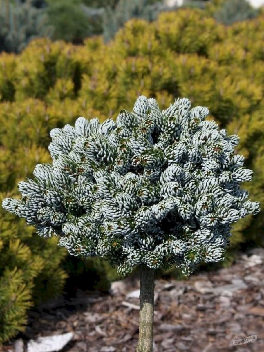 Когоутс АЙСБРЕЙКЕР пихта