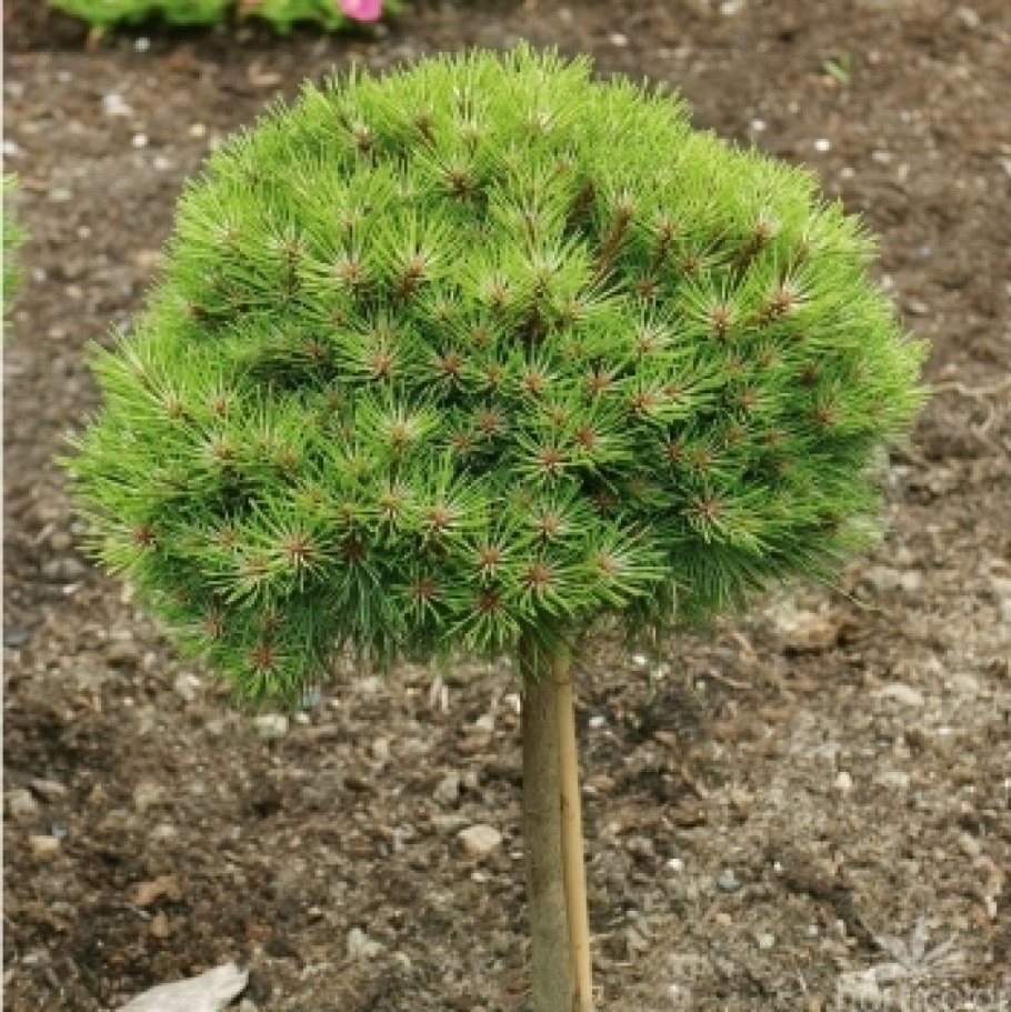 Pinus nigra 'bambino'