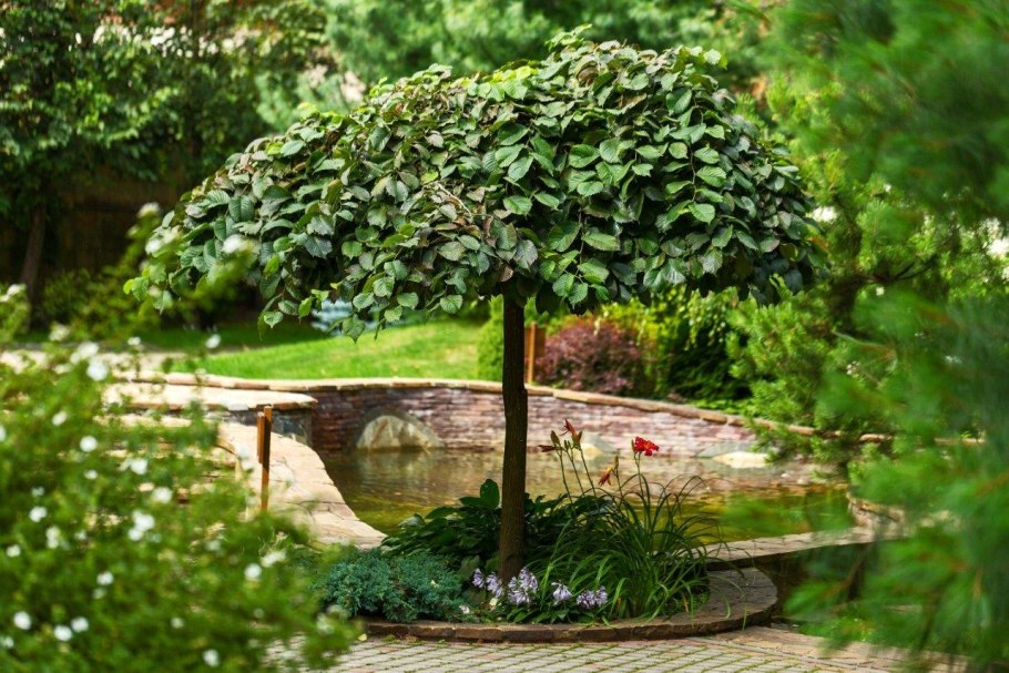 Вяз Кампердоуни